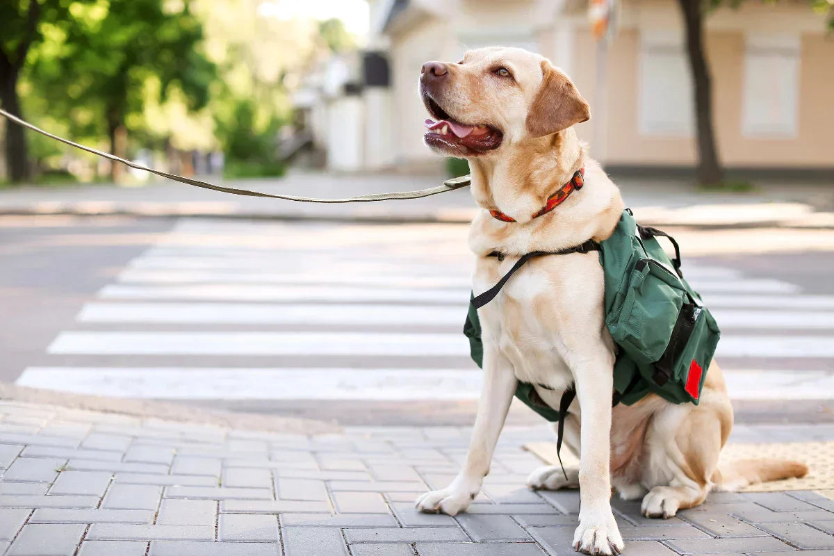 Perro de trabajo Labrador sentado en un paso de peatones con mochila de asistencia, símbolo de perros guía en Europa.