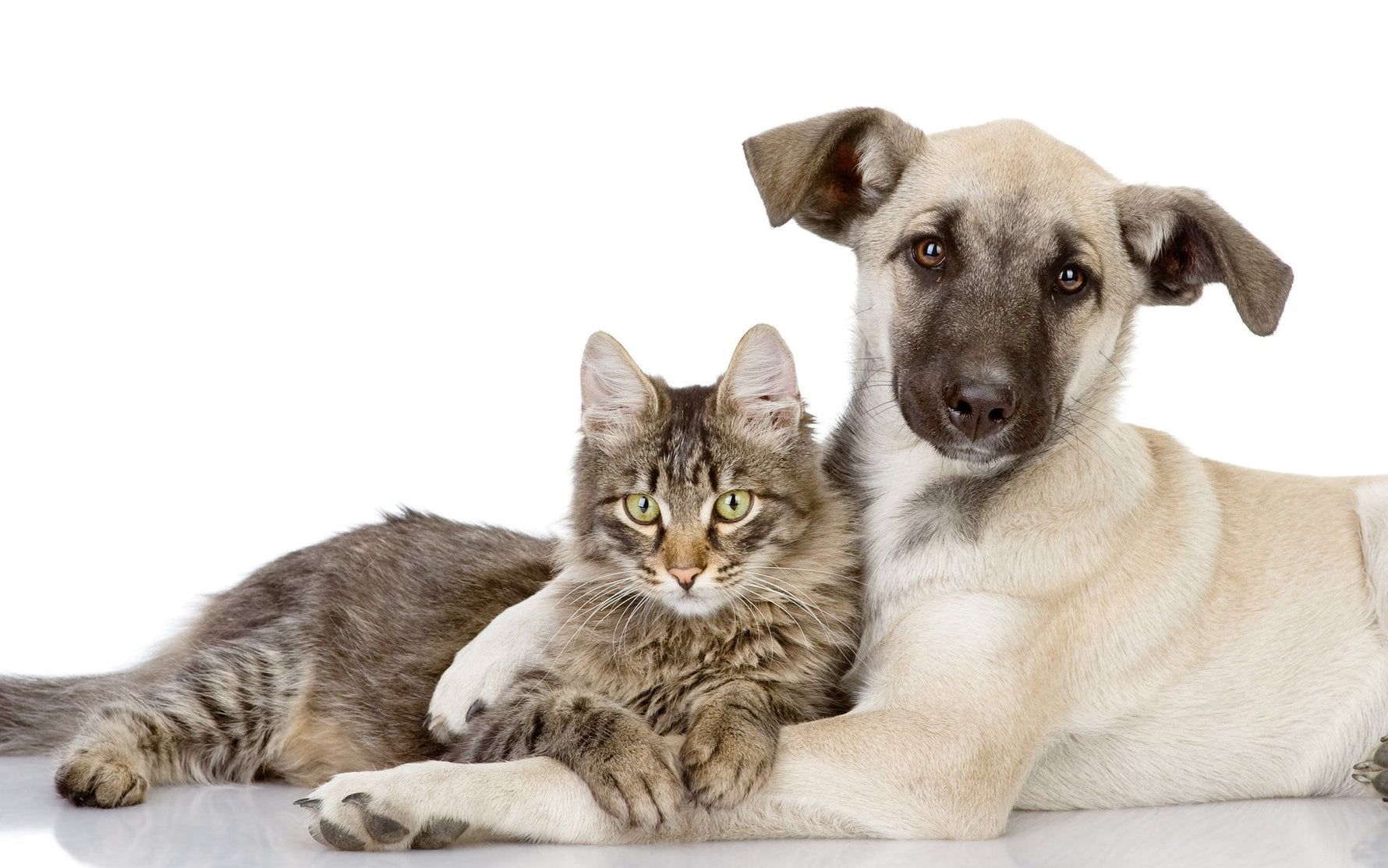 Primavera y muda: ¿Cómo cuidar el pelaje de tu mascota? - ANTON Loyal Companions