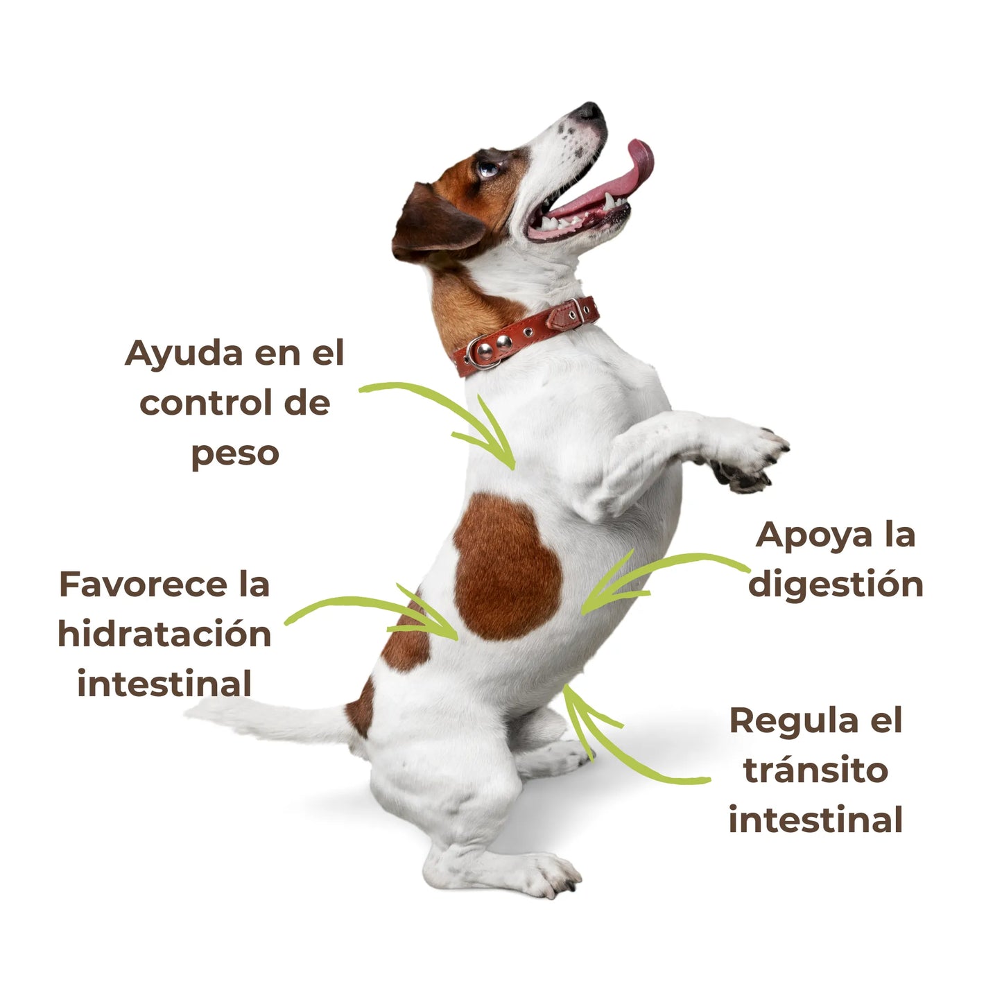 El psyllium ecológico ayuda a controlar el peso, favorece la digestión y la hidratación intestinal en perros y gatos. Una solución 100 % natural para mantener su sistema digestivo en equilibrio.