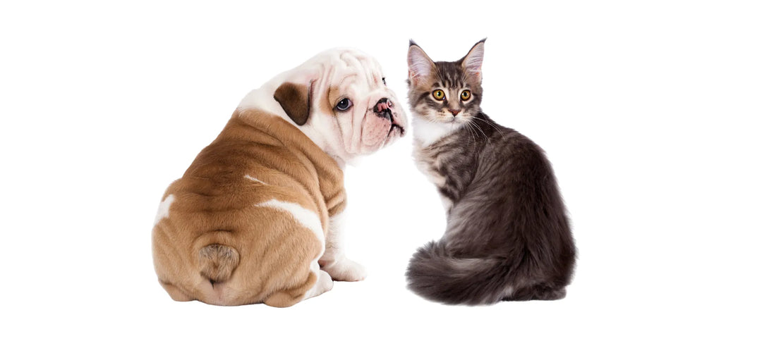 Perro y gato con pelaje cuidado representando la colección Acondicionadores naturales