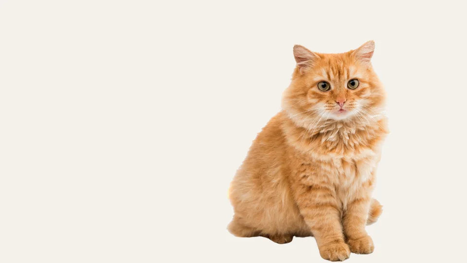 Gato pelirrojo con pelaje suave tras usar un acondicionador natural