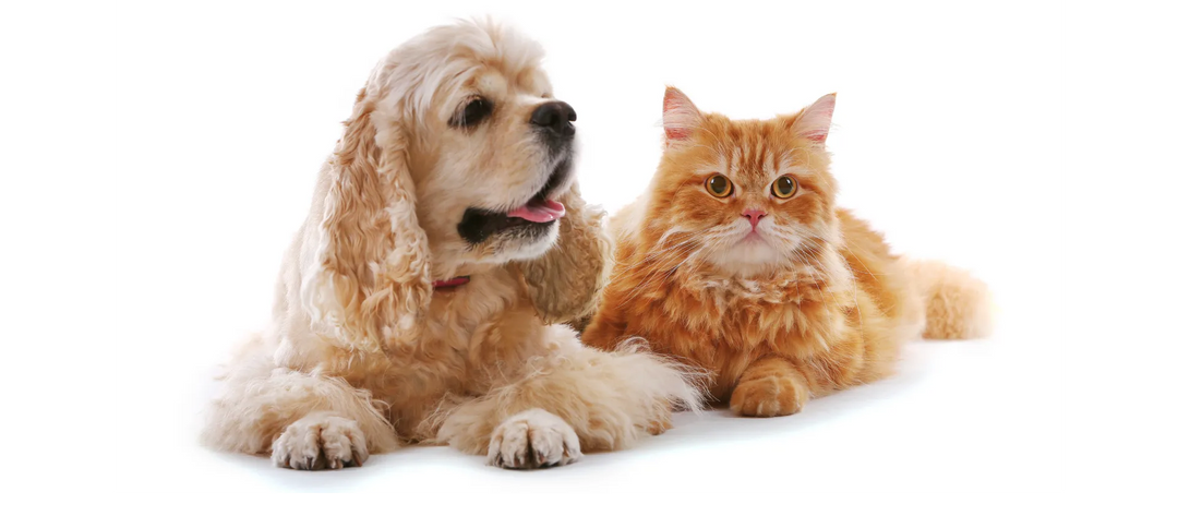 Perro y gato con pelaje brillante representando la colección Champús naturales