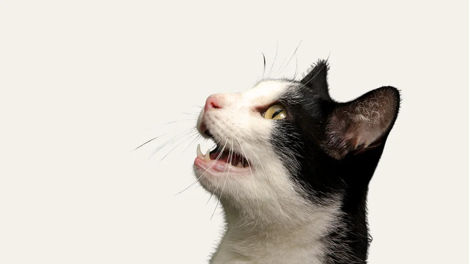 Gato mostrando los dientes tras una limpieza dental natural