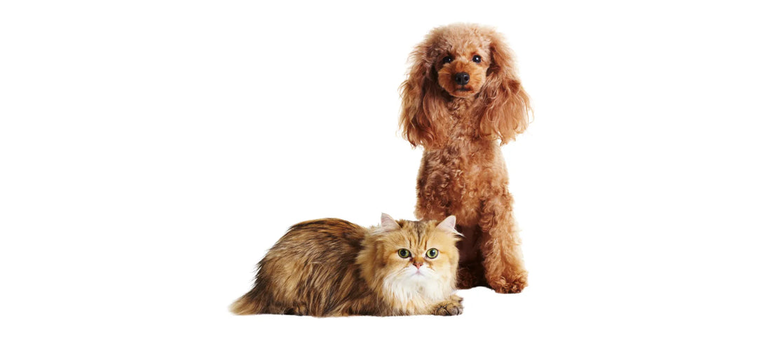 Perro caniche y gato persa representando la colección de cuidado natural de ojos y oídos