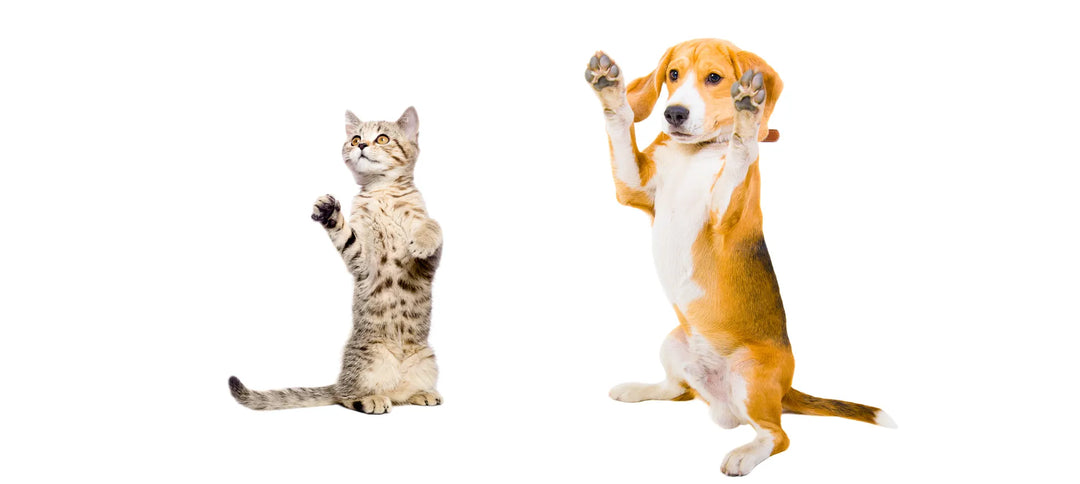 Perro y gato levantando las patas representando la colección de cuidado natural de patas y trufas