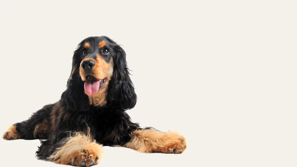Perro de orejas largas relajado tras un cuidado natural de ojos y oídos
