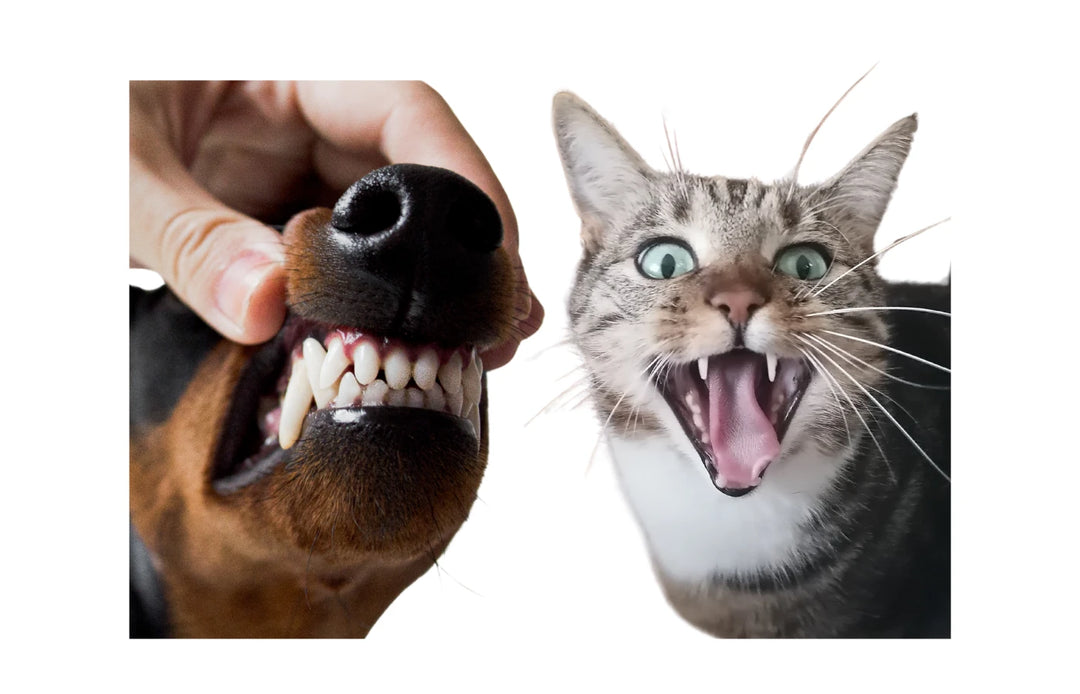 Primer plano de un perro y un gato mostrando los dientes y colmillos
