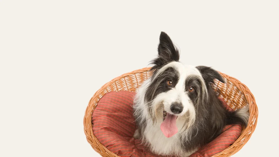 Perro relajado en una cesta tras aplicar un spray natural neutralizador de olores