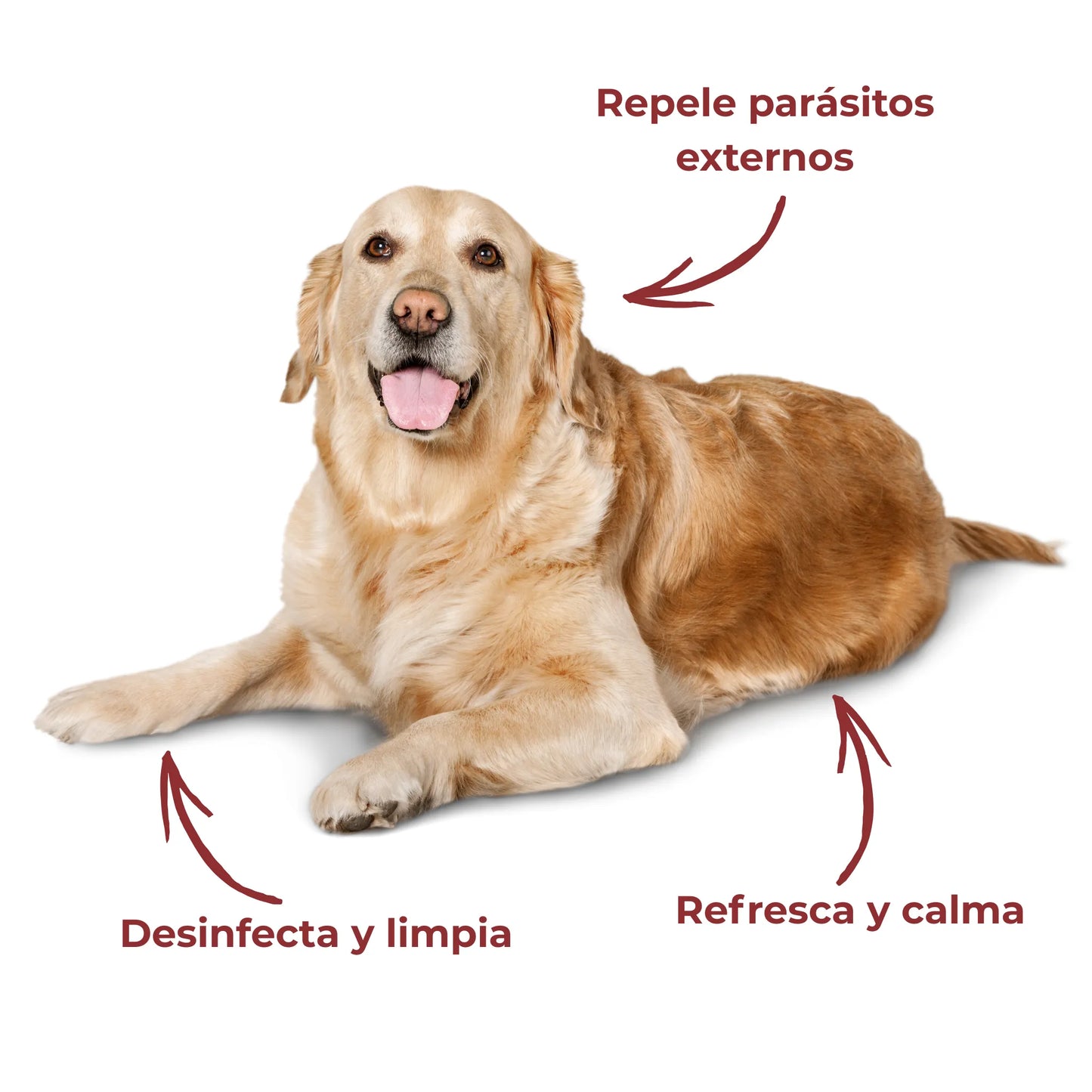 Perro tumbado con anotaciones sobre los beneficios del vinagre natural ANTON: repele parásitos, desinfecta, calma y refresca la piel