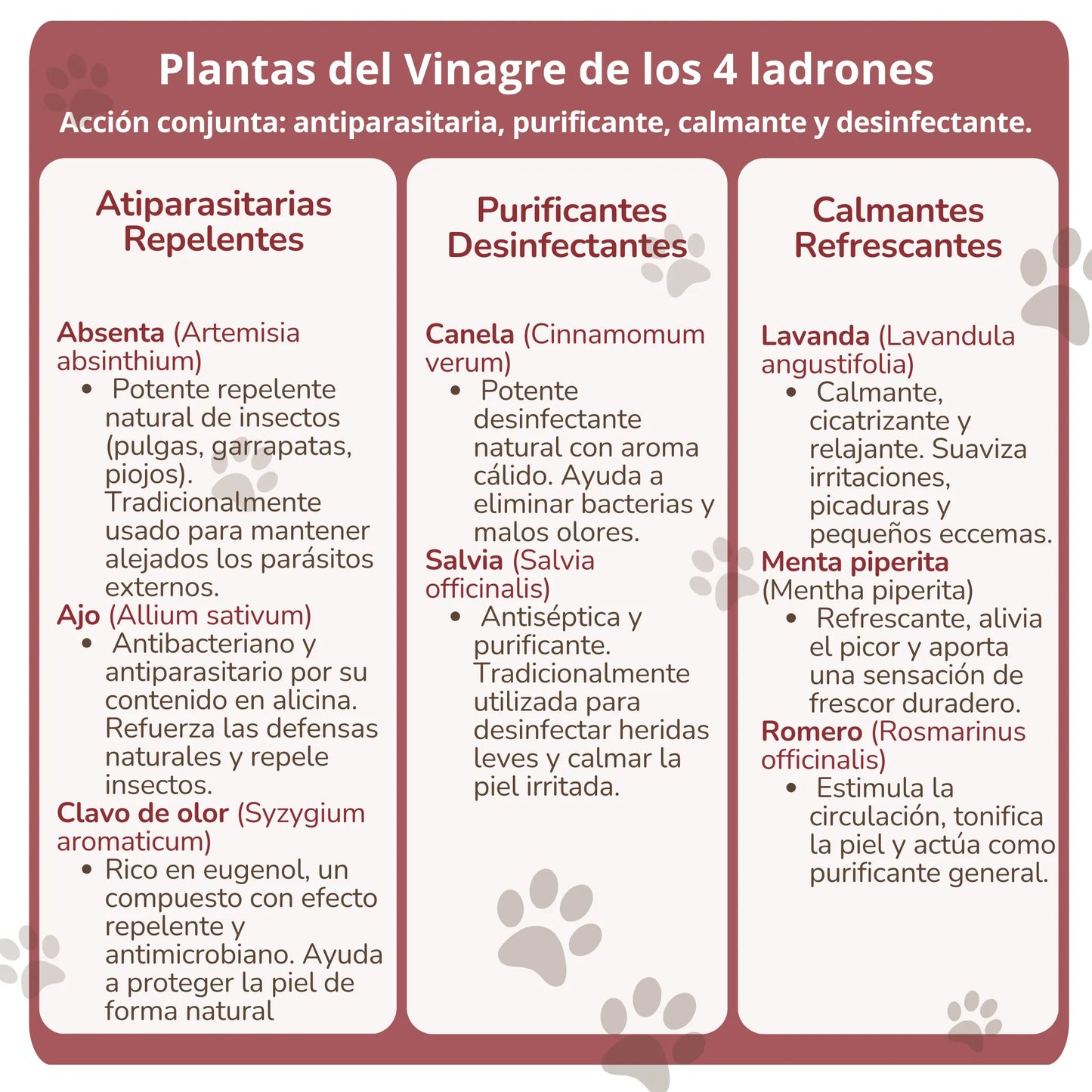 Lista de plantas del vinagre de los 4 ladrones ANTON con propiedades repelentes, purificantes y calmantes: ajo, canela, lavanda, menta, salvia y más