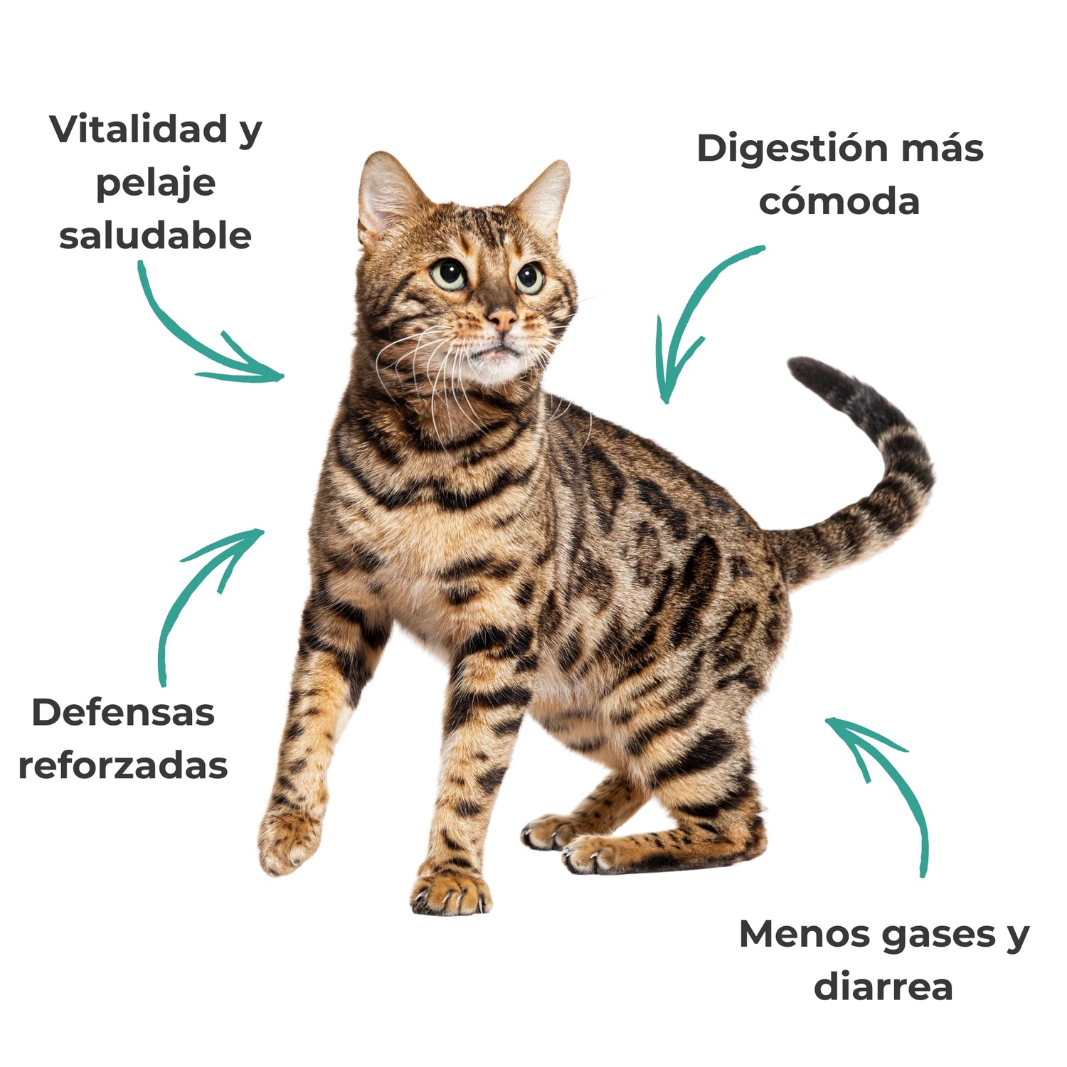 Gato con digestión cómoda, defensas reforzadas y pelaje saludable gracias al suplemento