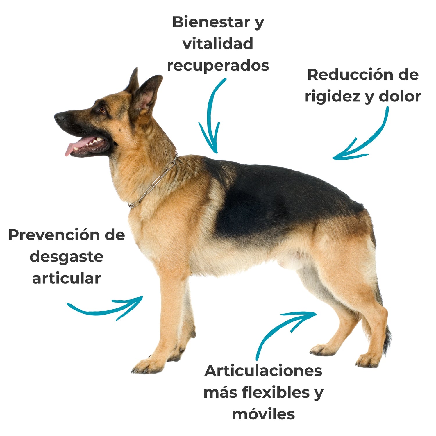 Perro con articulaciones flexibles, menos dolor y mayor vitalidad gracias a suplemento natural articular