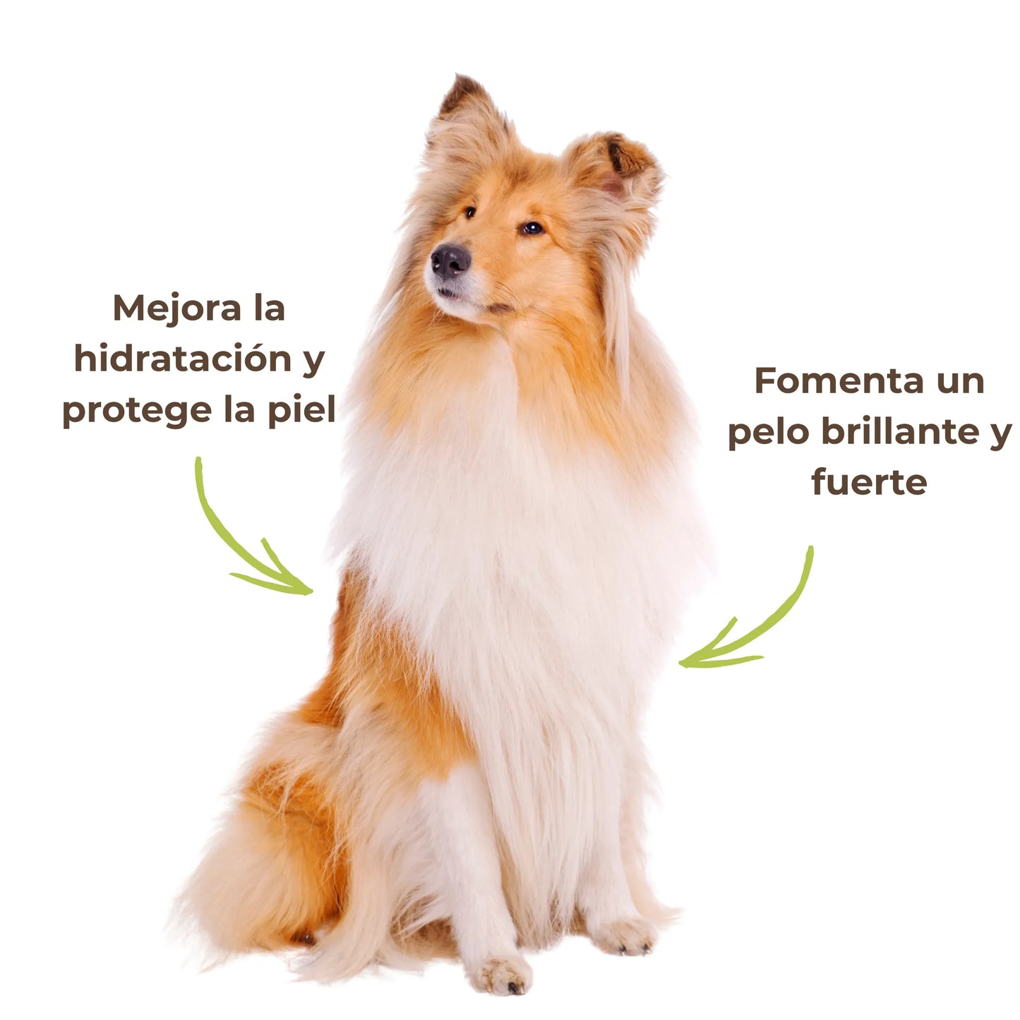 Perro con pelaje brillante – beneficios de la Fórmula Brillo del Pelaje de ANTON para la hidratación y protección de la piel.