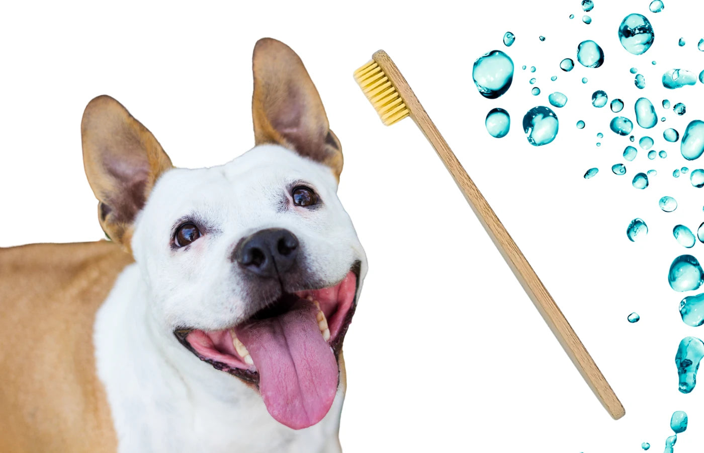 Hygiene naturale Cepillo de dientes perro y gato Anton Loyal Companions