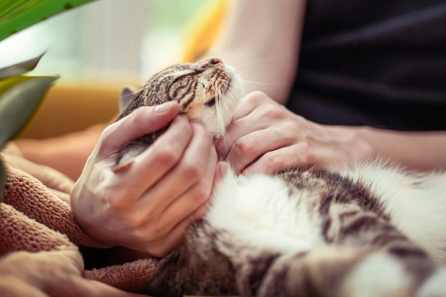 Suplemento natural perros y gatos Blog bienestar emocional Anton Loyal Companions