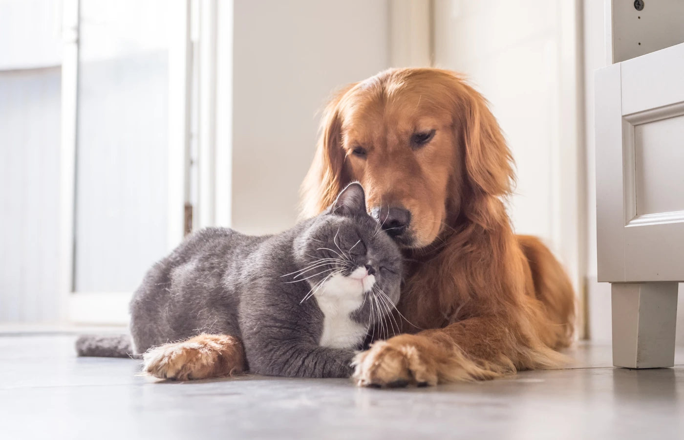 Círculo ANTON nivel Bronce – Perro y gato juntos, símbolo de bienvenida