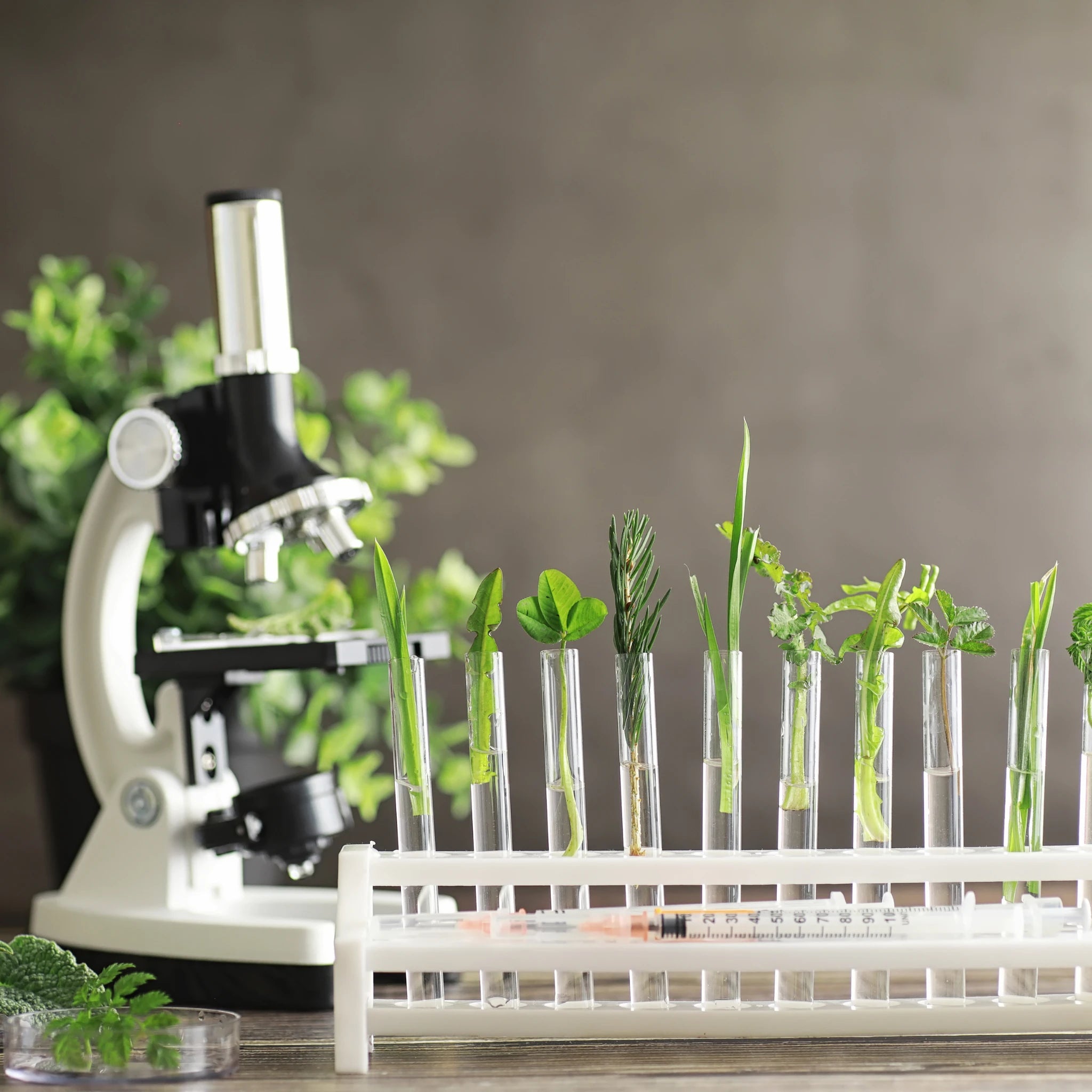 Laboratorio con microscopio y plantas naturales en tubos de ensayo – suplementos naturales para perros y gatos