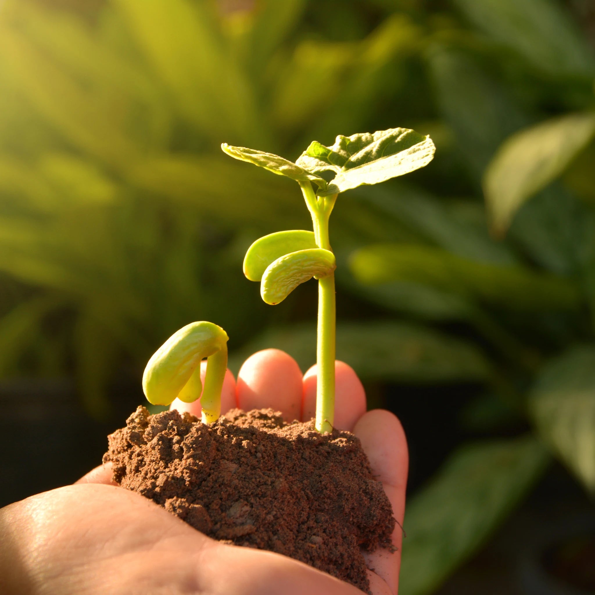 Brotes verdes en la mano con tierra – ingredientes naturales y ecológicos para mascotas