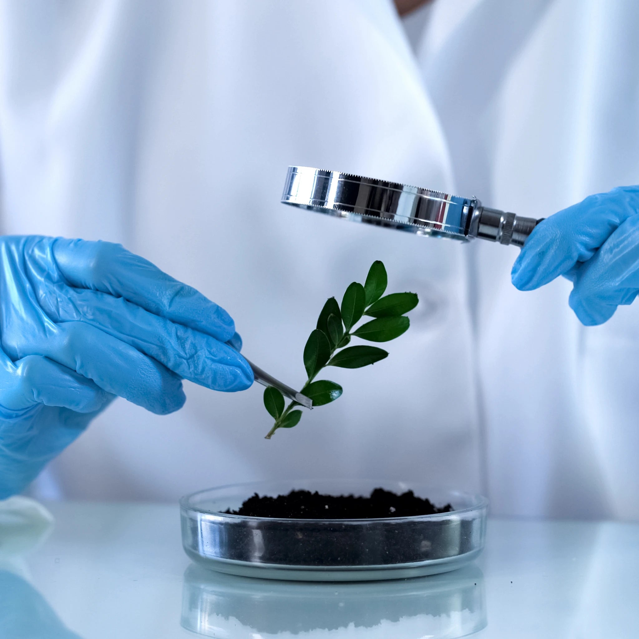 Control de calidad en laboratorio – seguridad y pureza de suplementos e higiene natural para perros y gatos