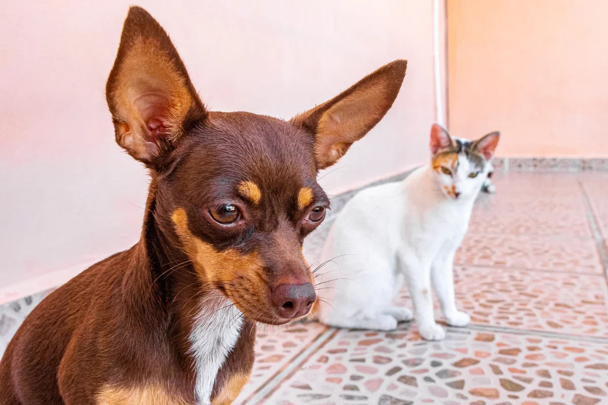 Perro pequeño de color marrón en primer plano y gato blanco sentado al fondo, representando la convivencia y el bienestar global entre perros y gatos.