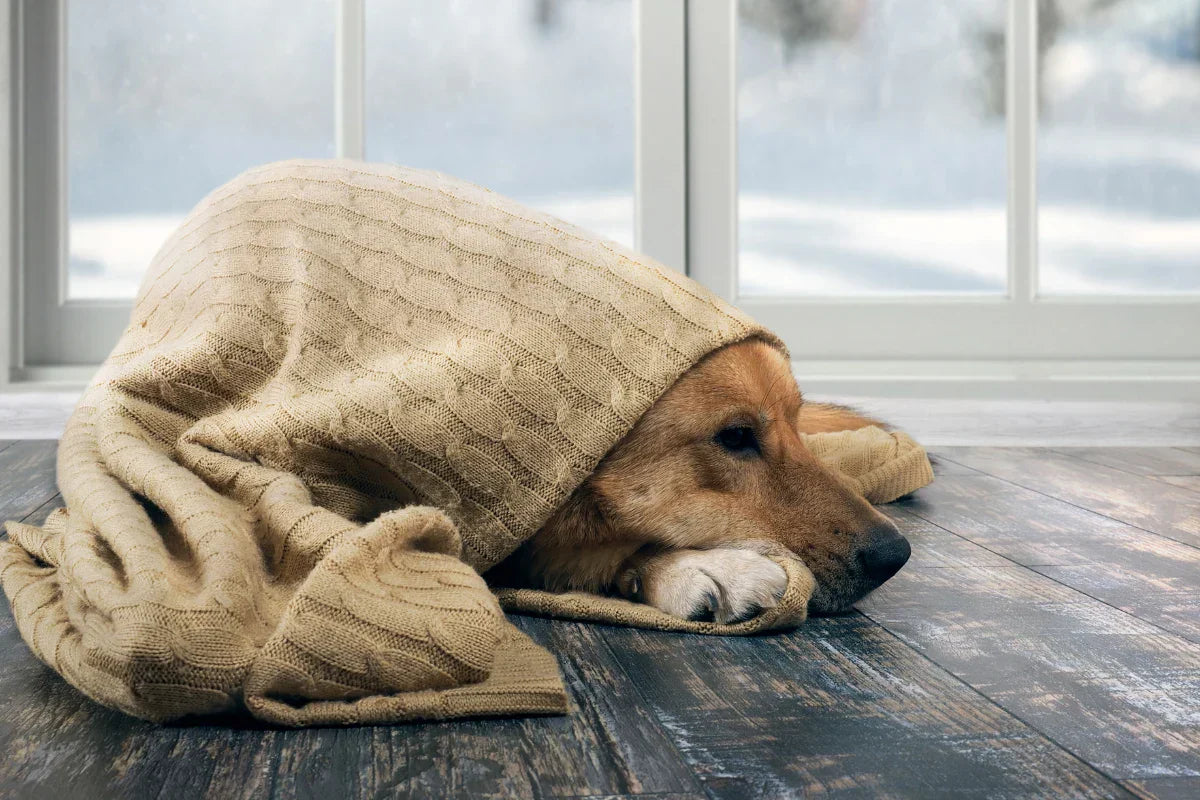 Perro descansando en interior, cubierto con una manta cerca de una ventana, ilustrando la búsqueda de calor y el aumento del descanso durante el invierno