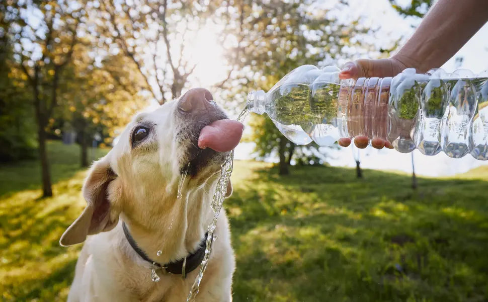Perro bebiendo agua durante un paseo al aire libre