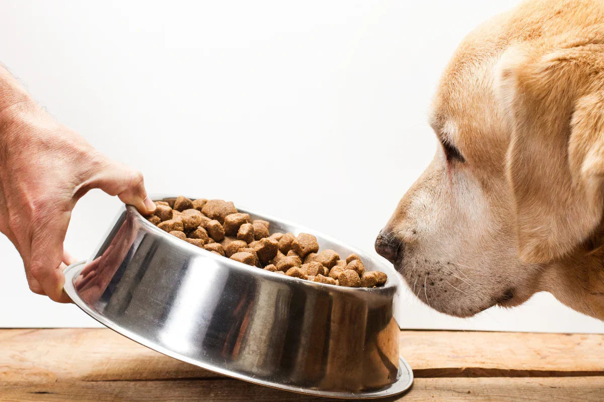 Perro adulto observando su cuenco de comida mientras una mano sostiene el recipiente, ilustrando cambios en el comportamiento alimentario con la edad.