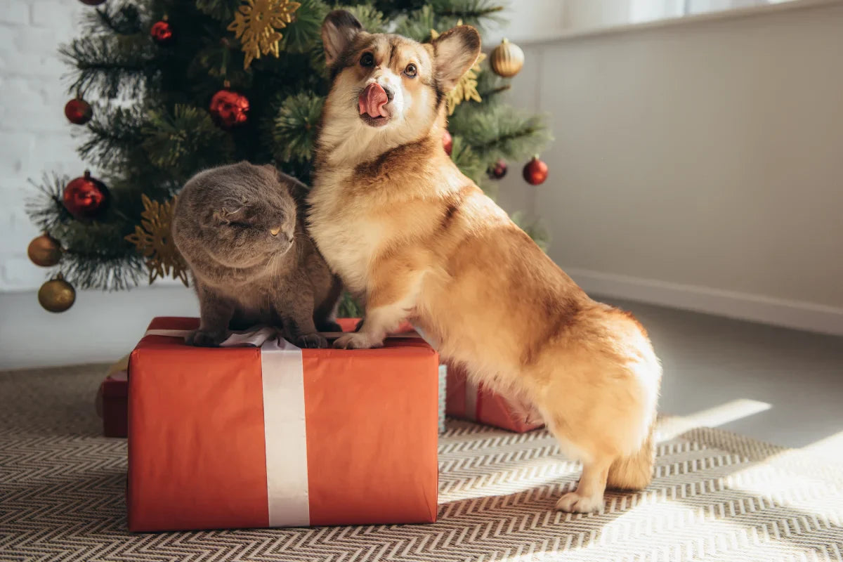 Perro y gato sentados juntos junto a un árbol de Navidad, sobre un regalo, en un ambiente festivo y tranquilo.