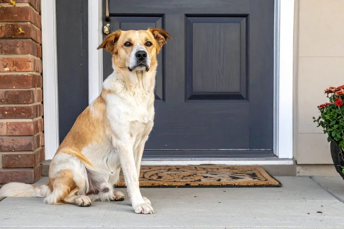Perro sentado delante de la puerta de casa, esperando a que su tutor regrese.