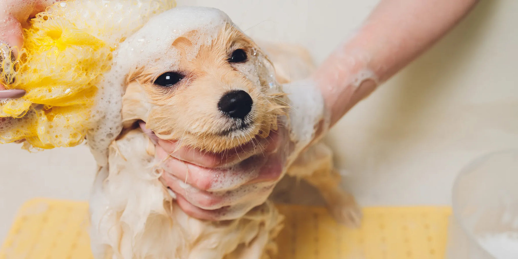 perro y gato durante rutina de baño seguro con champú natural para piel sensible
