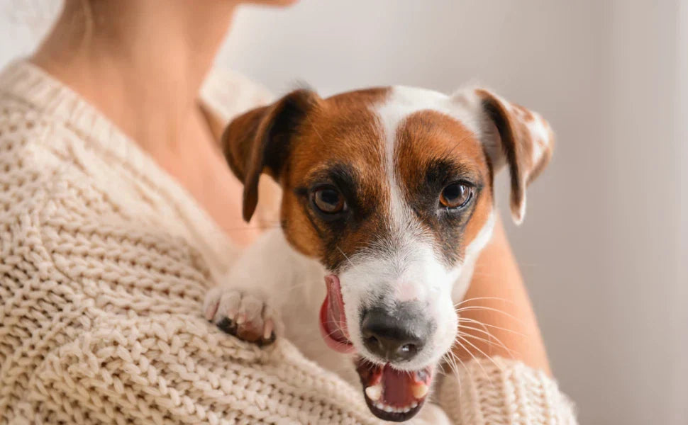 Mujer abrazando a un perro adoptado, símbolo de compañía y afecto.