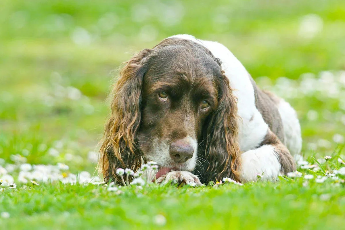 Perro tumbado en el césped en primavera mostrando posible picor o sensibilidad estacional