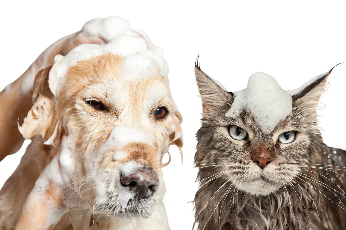 Perro y gato bañados con espuma, imagen sobre higiene natural para mascotas