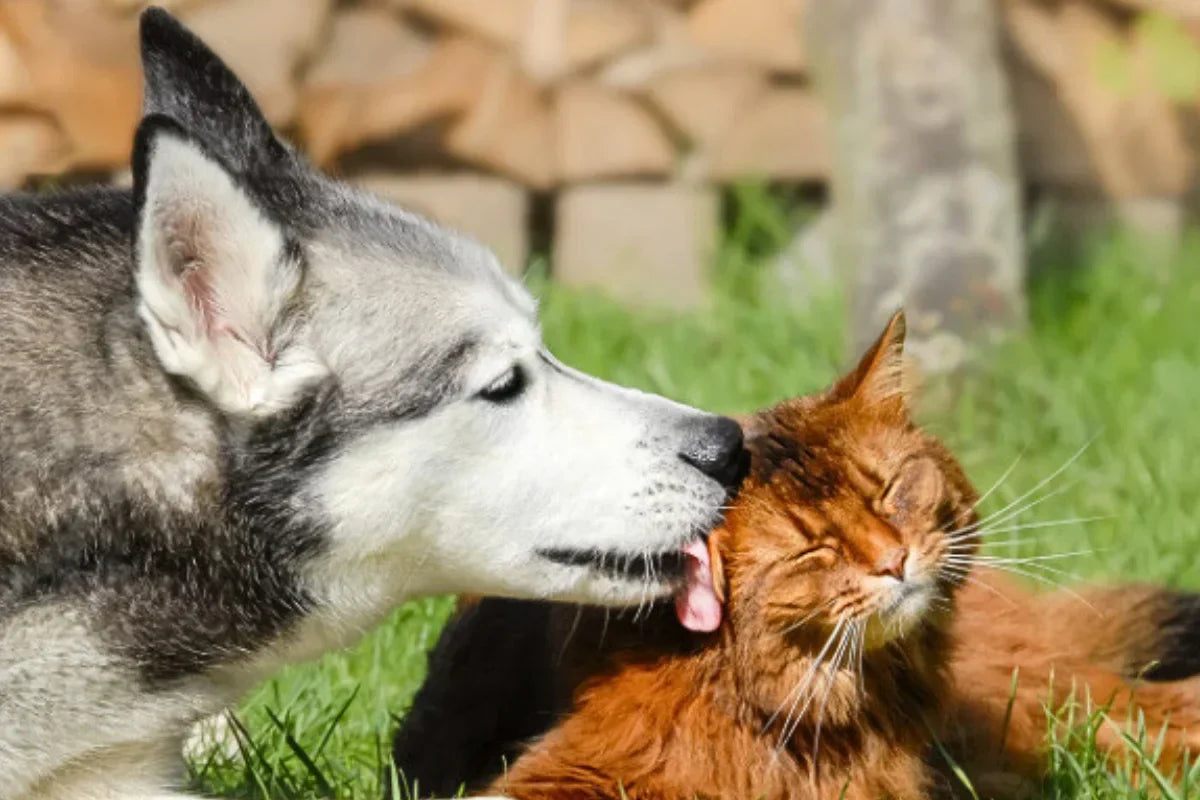 Perro y gato juntos representando el equilibrio natural de la microbiota intestinal y la salud digestiva
