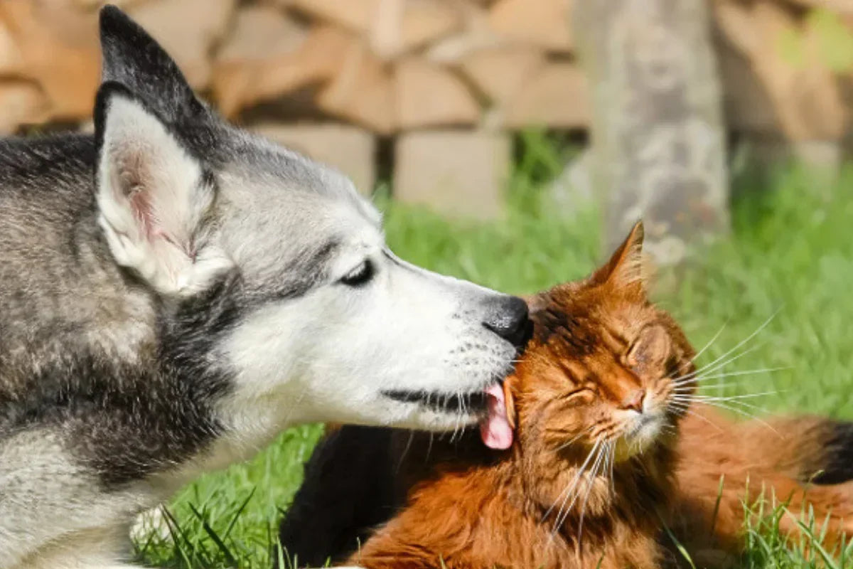 Perro y gato juntos representando el equilibrio natural de la microbiota intestinal y la salud digestiva