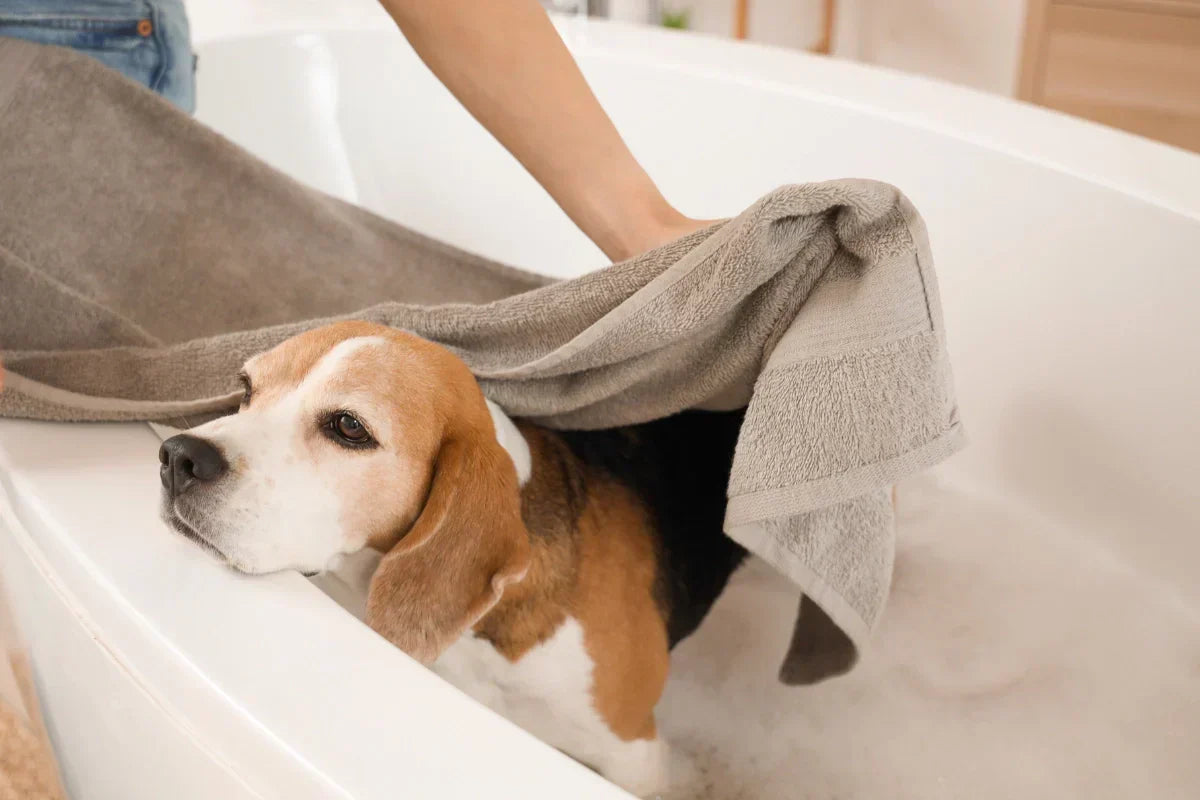 Perro en la bañera durante su higiene regular, siendo secado con una toalla como parte de una rutina preventiva de cuidado en casa.
