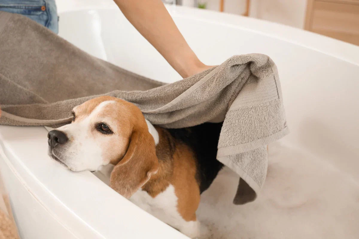 Perro en la bañera durante su higiene regular, siendo secado con una toalla como parte de una rutina preventiva de cuidado en casa.