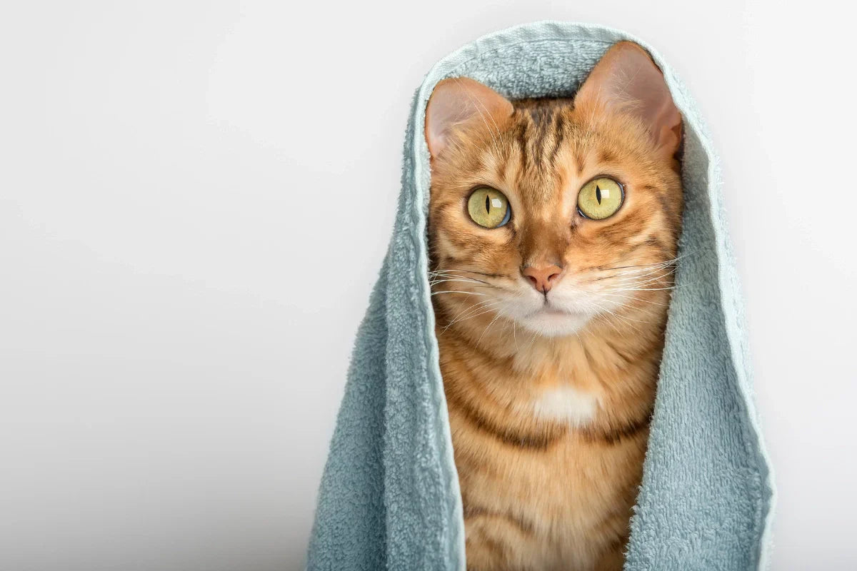 Gato envuelto en una toalla después de una rutina de higiene natural para gatos y perros con cuidados suaves y saludables