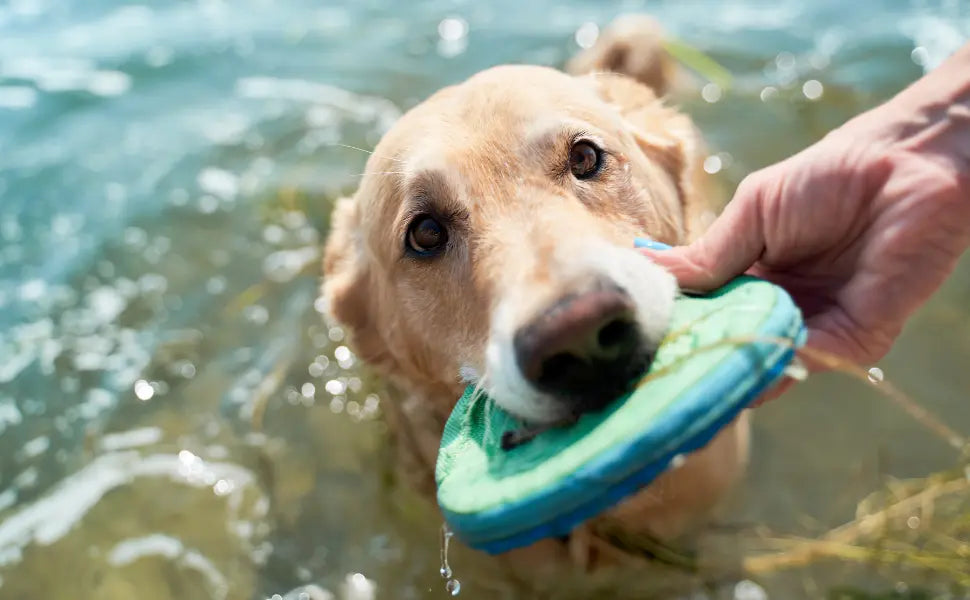Perro jugando en el agua mientras sujeta un juguete flotante con la boca.