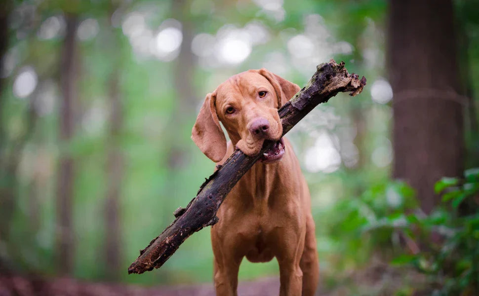 Perro en el bosque con un palo, símbolo de vitalidad y equilibrio intestinal natural
