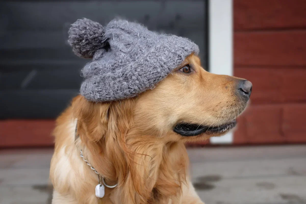 Perro con gorro de lana en invierno simbolizando frío y defensas naturales | Cuidado natural ANTON Loyal Companions