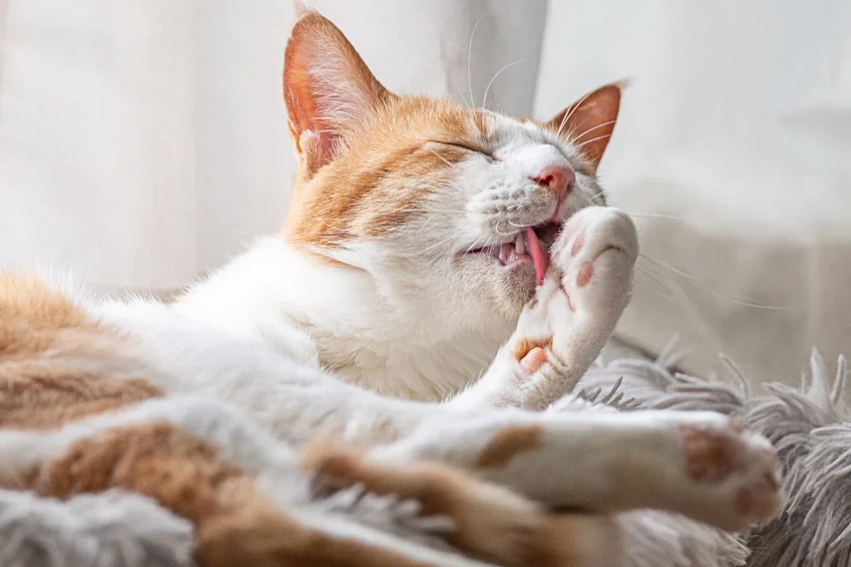 Gato acicalándose de forma natural, comportamiento relacionado con el equilibrio digestivo y el bienestar general