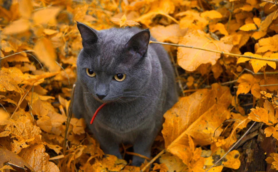 Gato de pelaje gris sentado entre hojas amarillas de otoño, símbolo de los cuidados naturales necesarios en esta estación.
