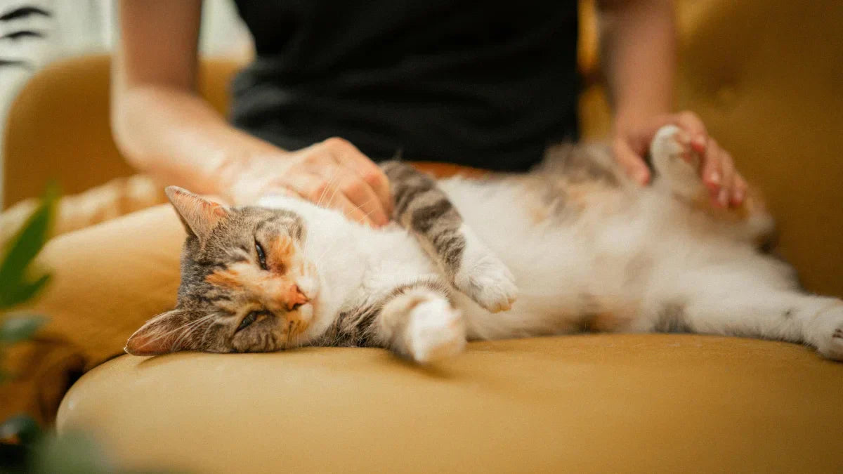 Gato mayor descansando plácidamente sobre un sofá mientras su humano le acaricia con ternura, símbolo de bienestar, serenidad y envejecimiento natural.