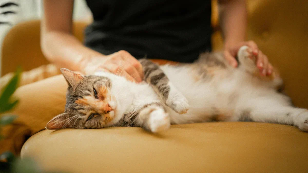Gato mayor descansando plácidamente sobre un sofá mientras su humano le acaricia con ternura, símbolo de bienestar, serenidad y envejecimiento natural.