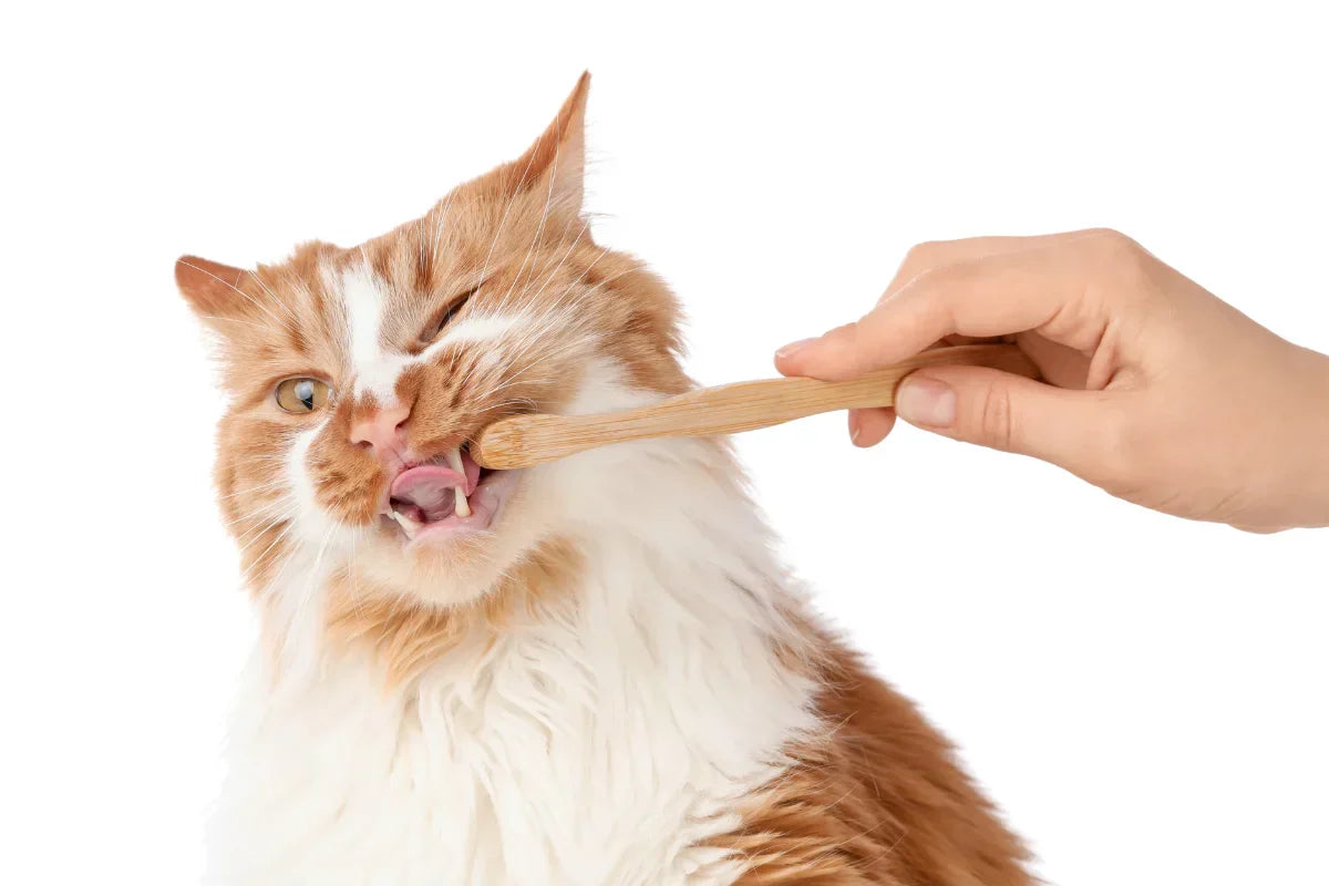 Gato siendo cepillado suavemente los dientes con un cepillo natural, cuidado bucal natural ANTON Loyal Companions.