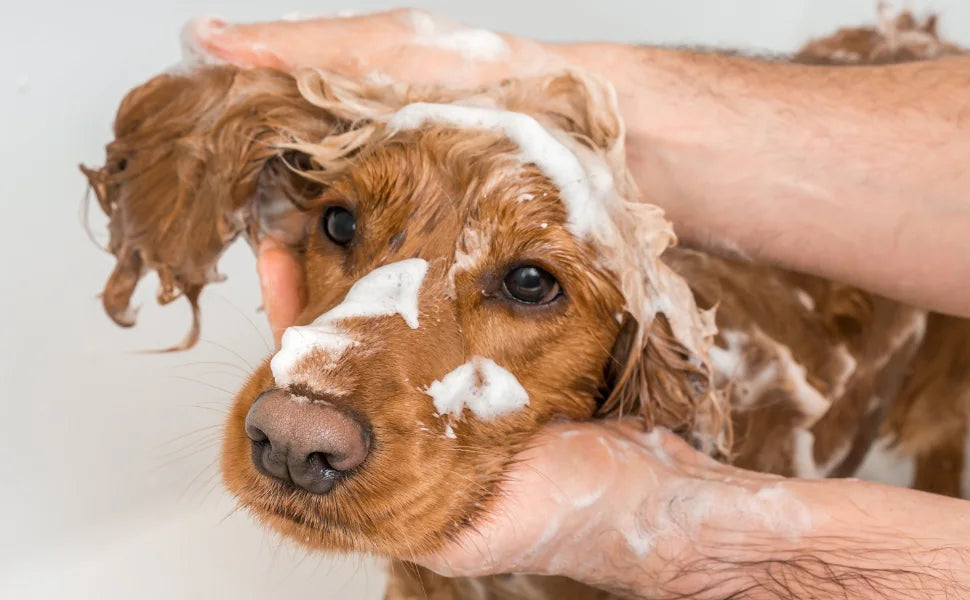 Perro de pelo largo durante el baño con champú natural, con espuma suave sobre la cabeza, símbolo de higiene natural y cuidado respetuoso.