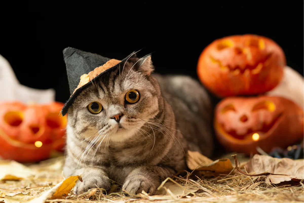Gato con sombrero de Halloween tumbado sobre hojas secas junto a calabazas iluminadas, símbolo otoñal y natural.