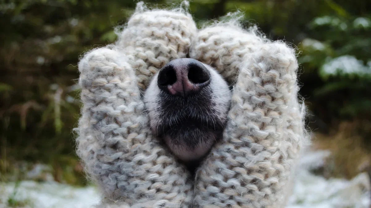 Primer plano del hocico de un perro protegido del frío con manoplas de lana, ilustrando el impacto del invierno en el bienestar y la sensibilidad al frío.