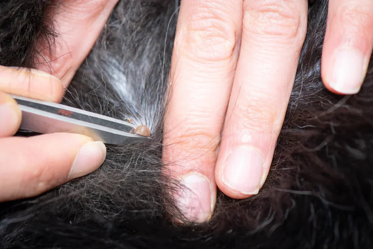 Extracción de una garrapata en un perro con pinzas: prevención en septiembre para proteger a perros y gatos